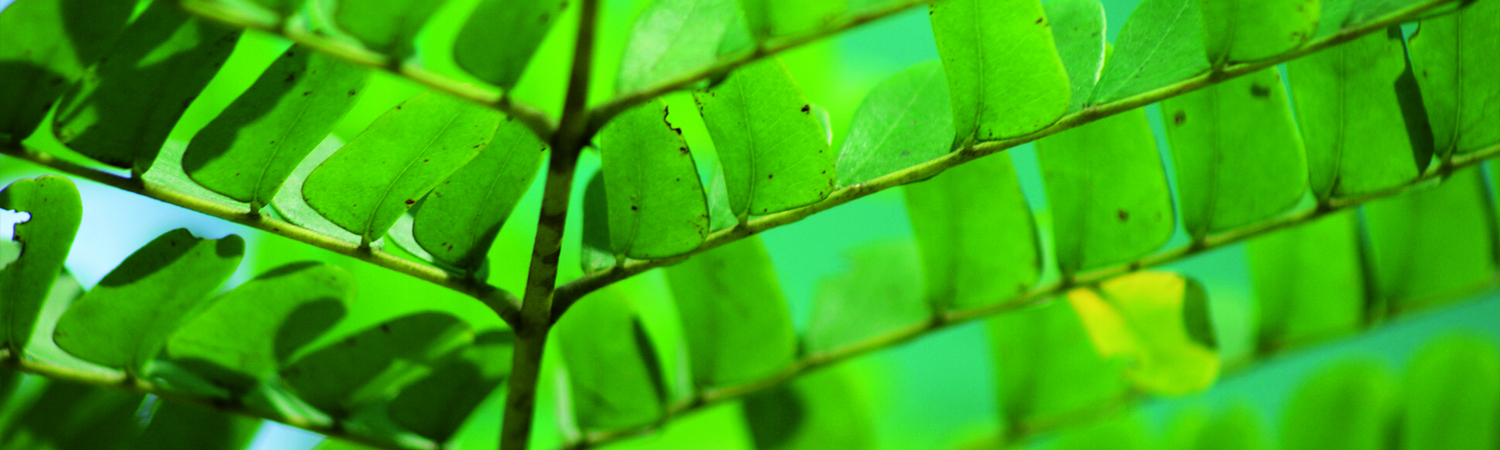 SEVA Akademie fr Ayurveda